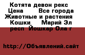 Котята девон рекс › Цена ­ 1 - Все города Животные и растения » Кошки   . Марий Эл респ.,Йошкар-Ола г.